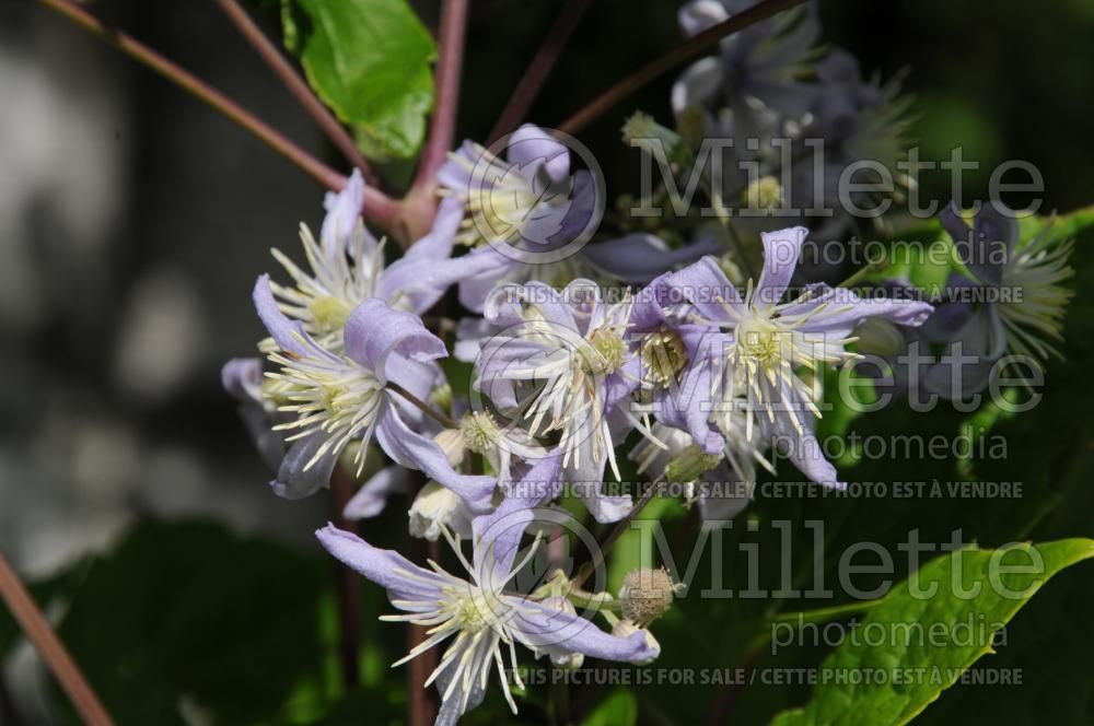 Clematis Côte d’Azur (Clematis) 1