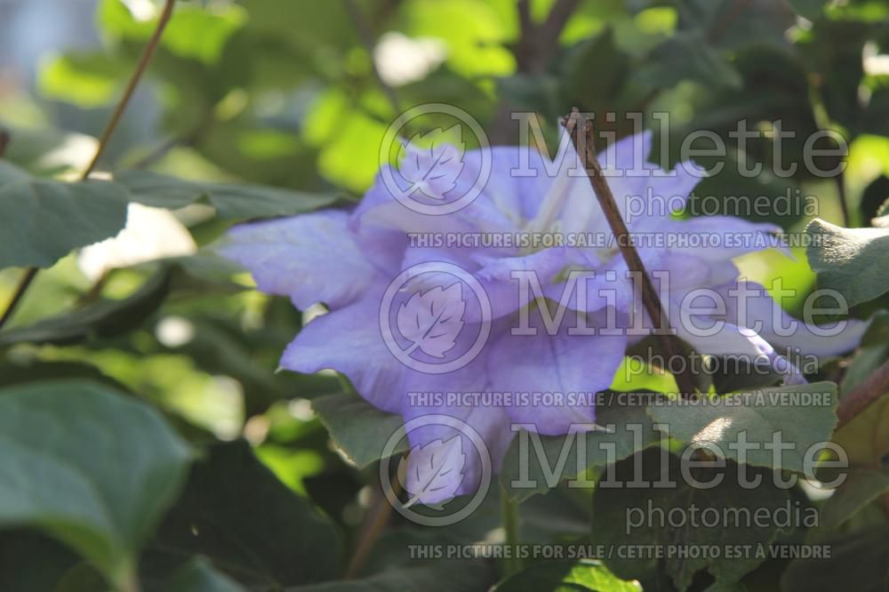 Clematis Krolowa Jadwiga (Clematis) 1
