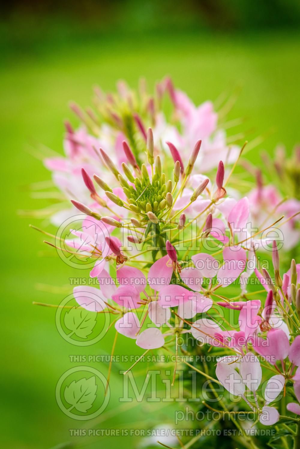 Cleome spinosa (Spider Flower) 2