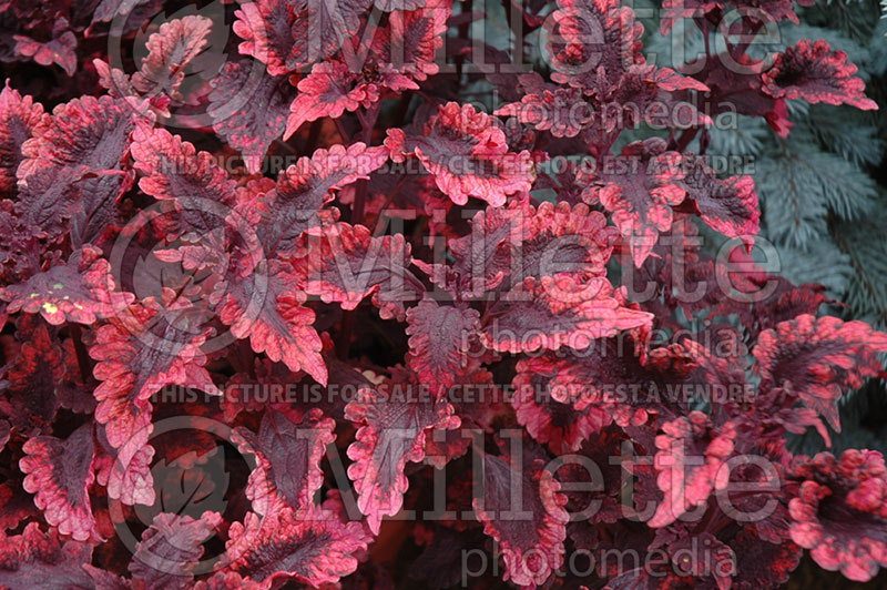 Coleus aka Plectranthus aka Solenostemon Stained Glassworks Molten Lava (Coleus, Painted Nettle) 1