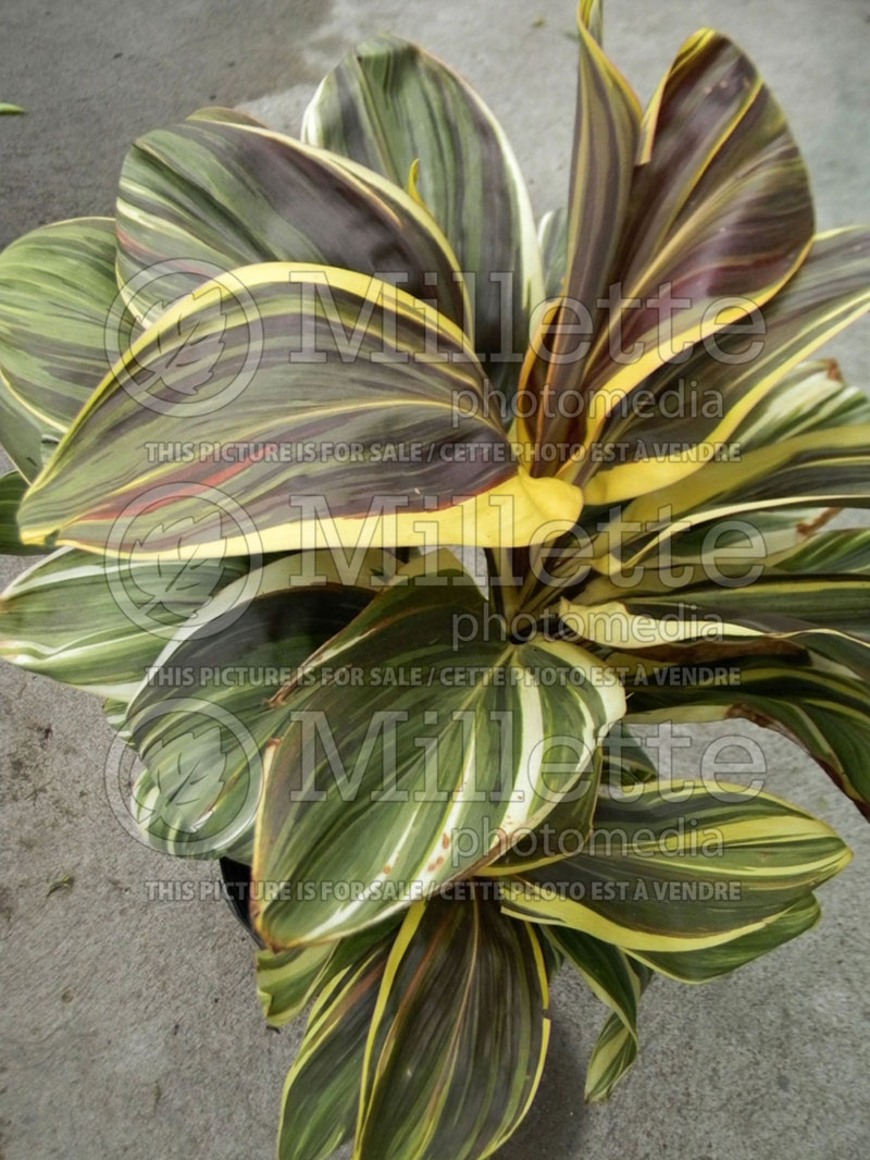 Cordyline Mocha Latte (Cabbage Palm, Cabbage Tree, Ti Kouka, Torbay Palm, Dracaena Spike) 1