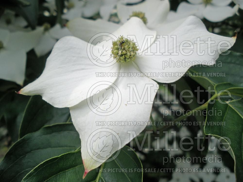 Cornus kousa (Japanese Dogwood) 16