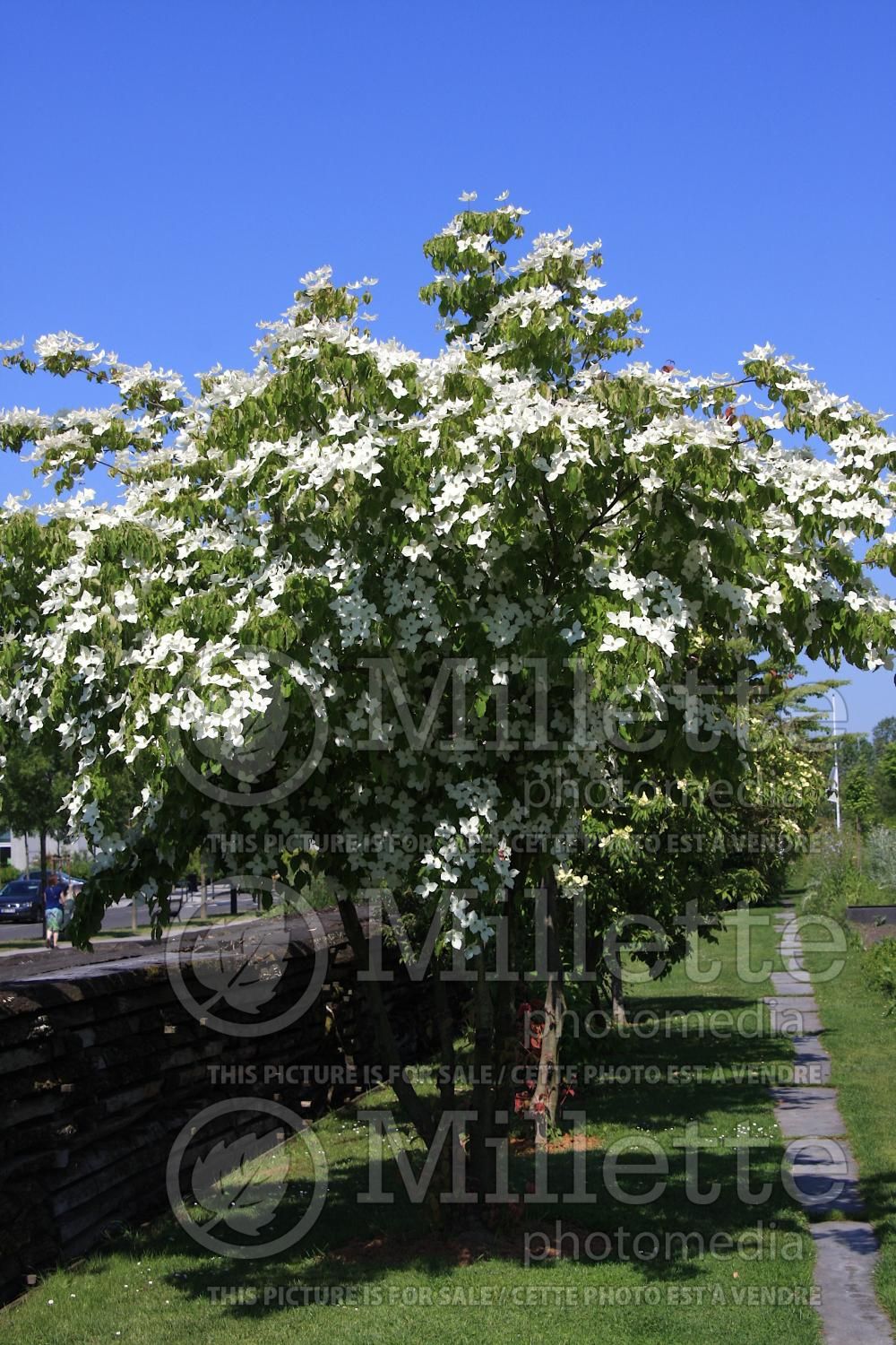 Cornus kousa (Japanese Dogwood) 20