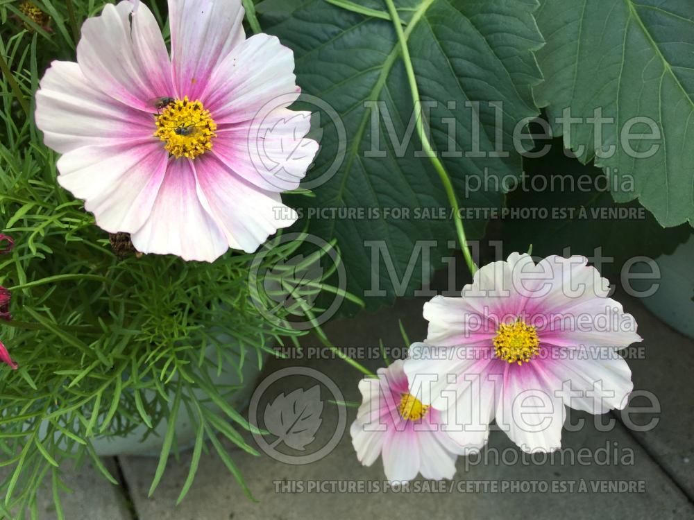 Cosmos Daydream (Cosmos) 3