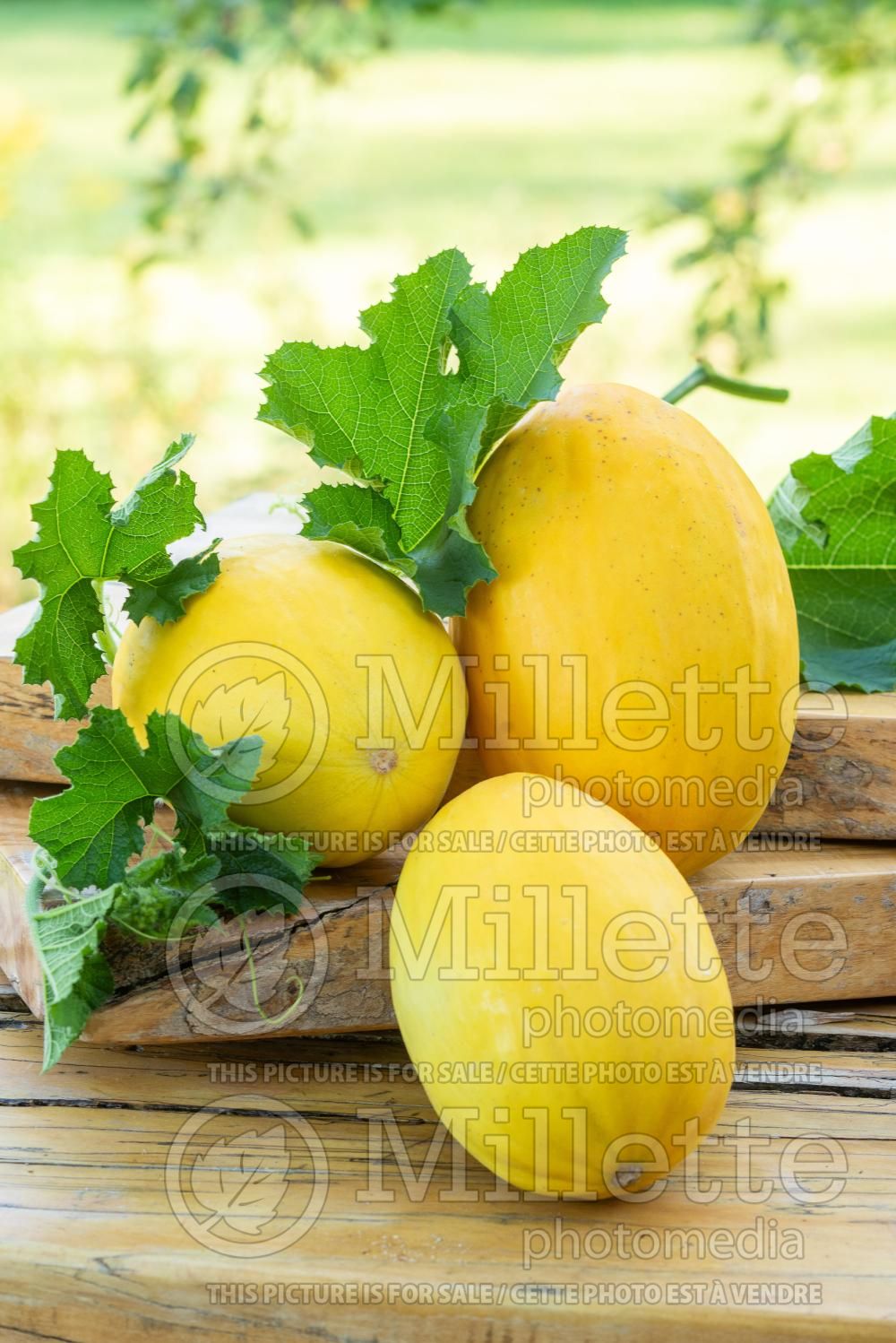 Cucumis Early Silver Line (cantaloupe Muskmelon) 1