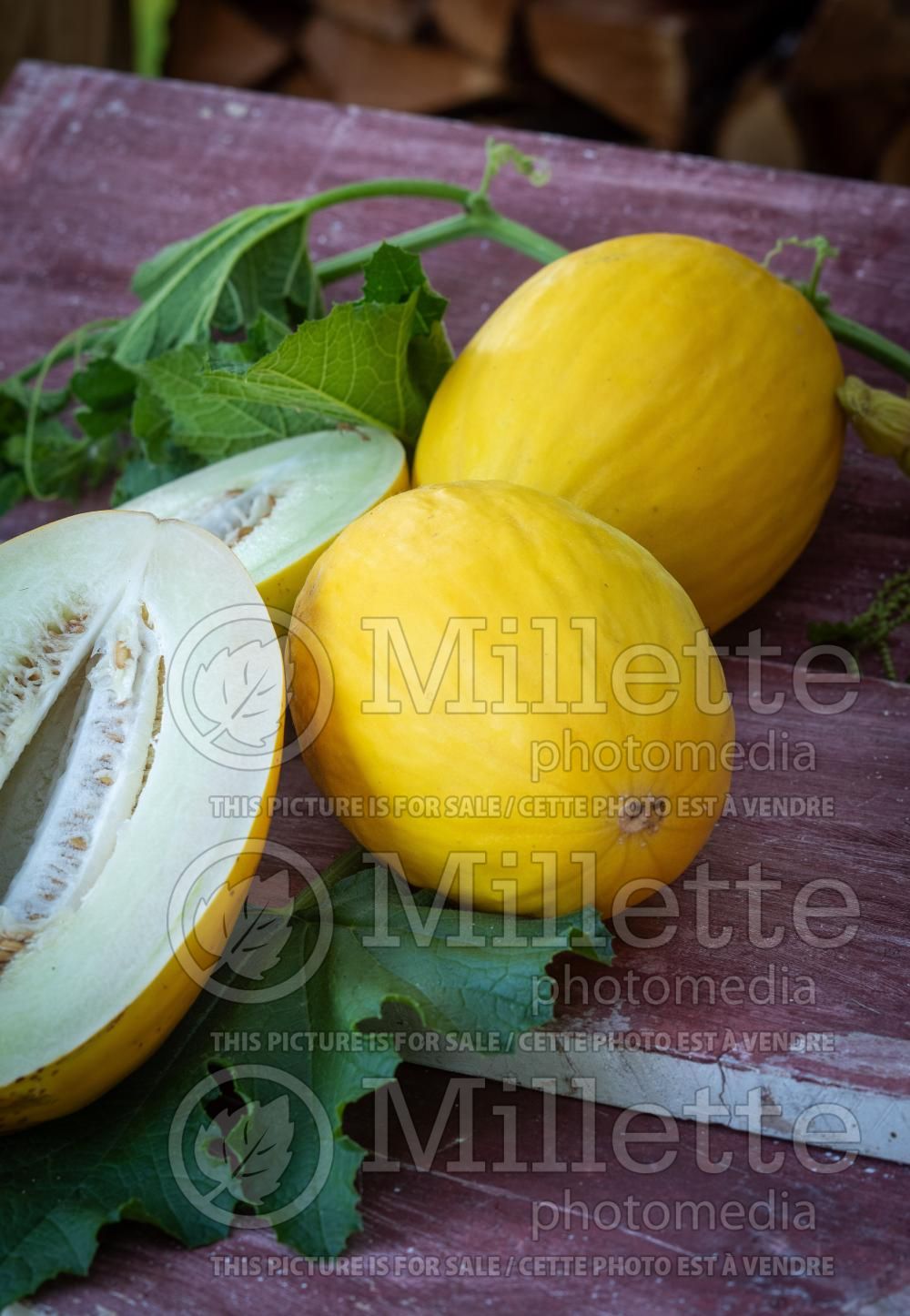 Cucumis Early Silver Line (cantaloupe Muskmelon) 2