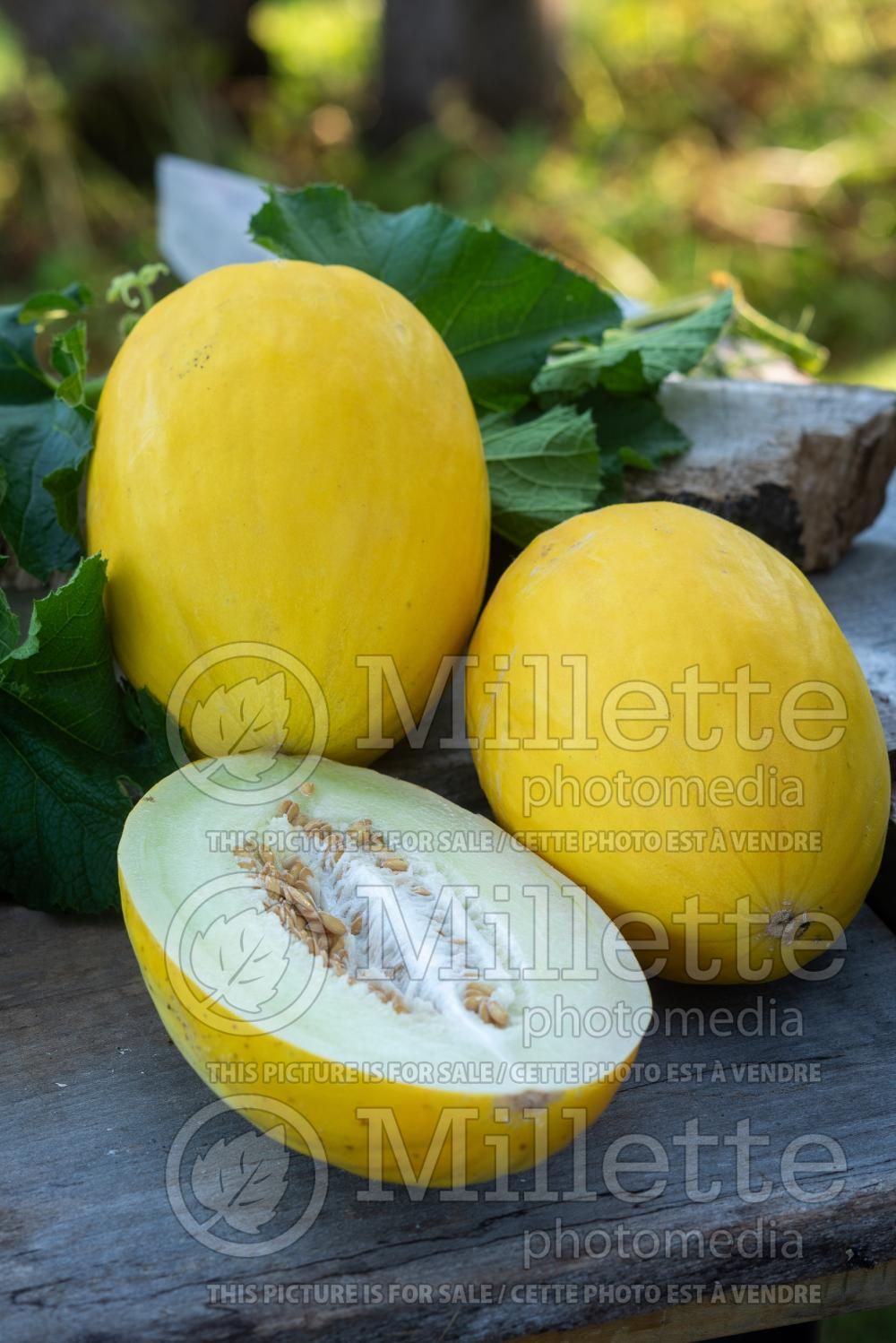 Cucumis Early Silver Line (cantaloupe Muskmelon) 3
