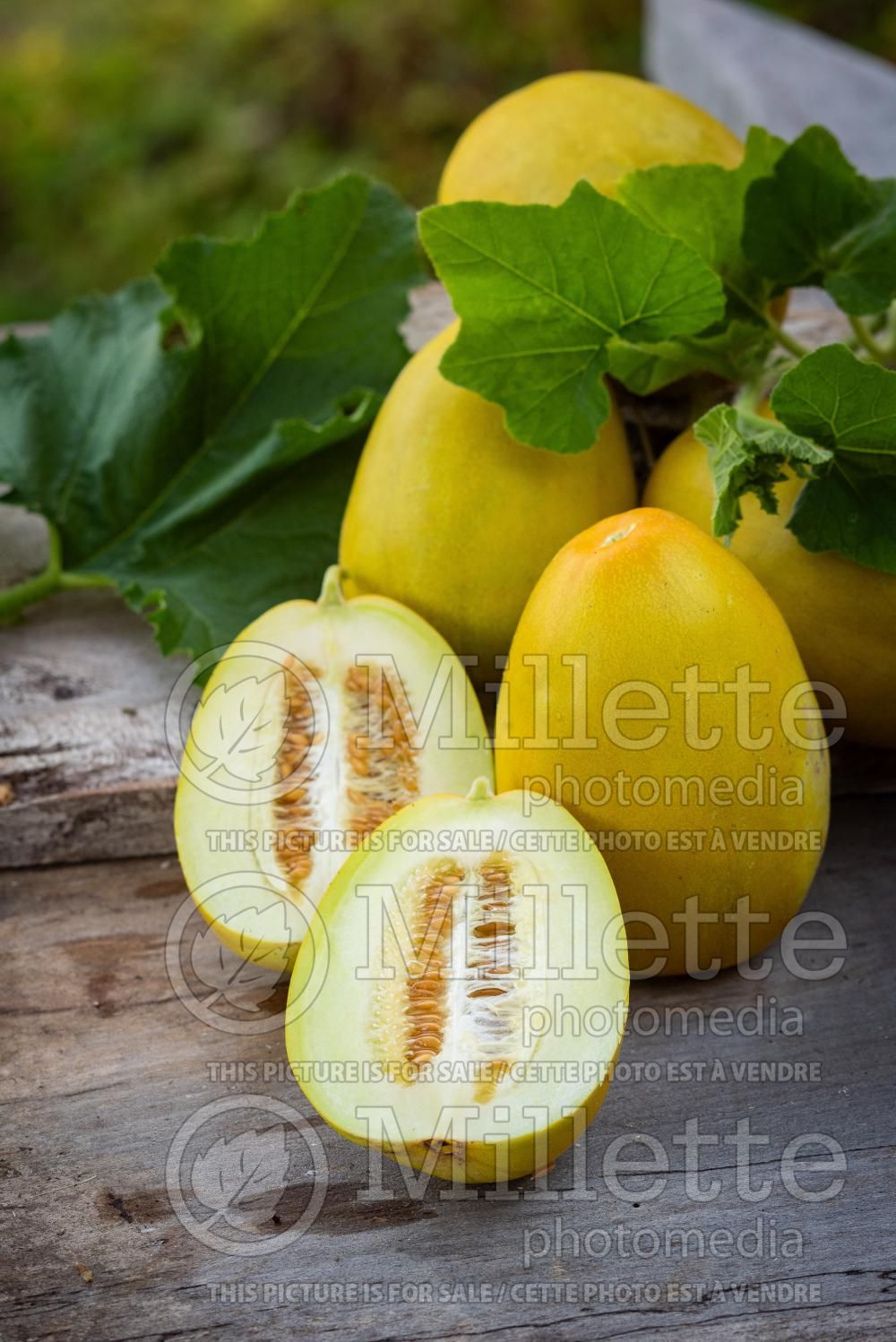 Cucumis Japanese Yellow (cantaloupe Muskmelon) 1