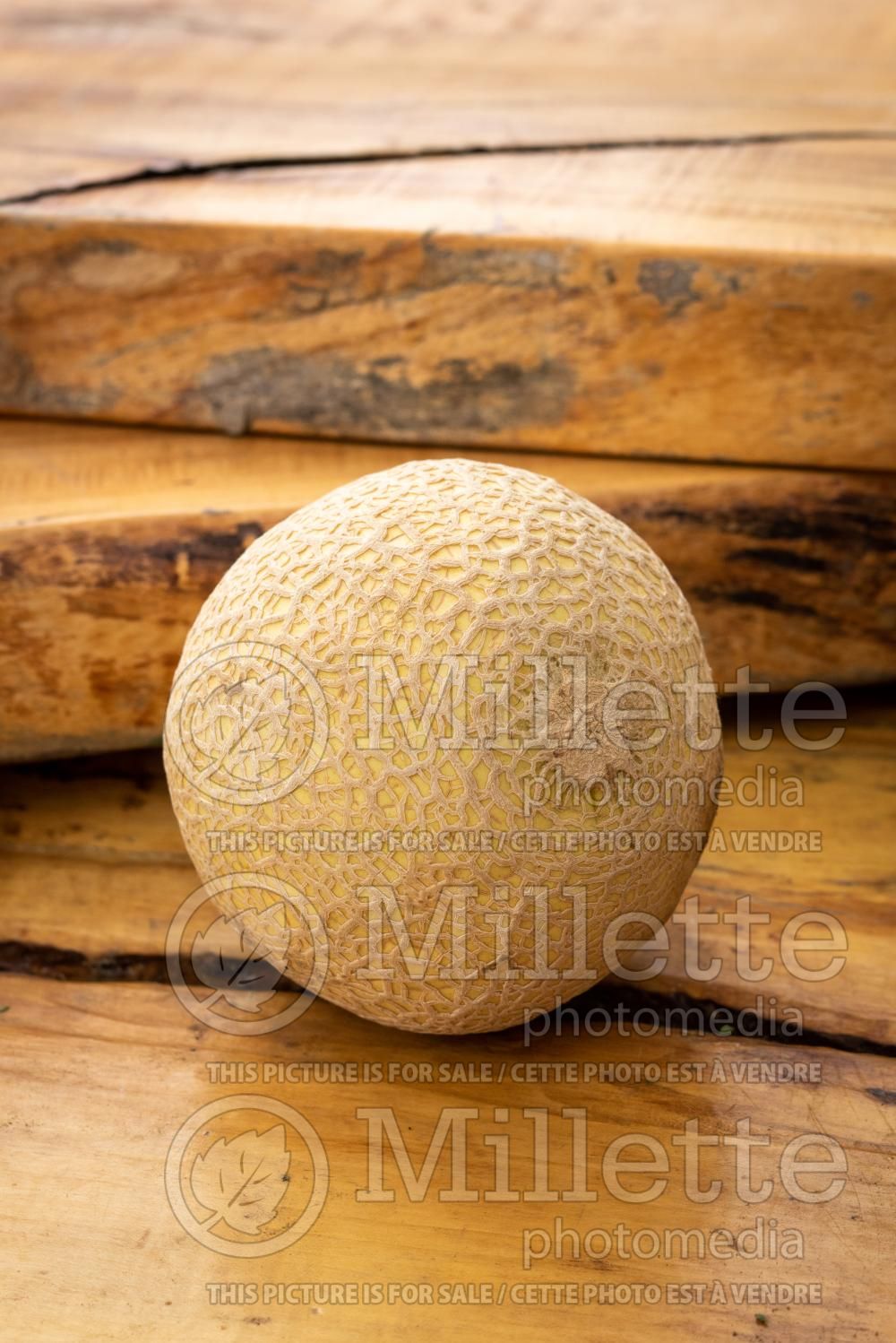 Cucumis Mini-Honeydew (cantaloupe Muskmelon) 1