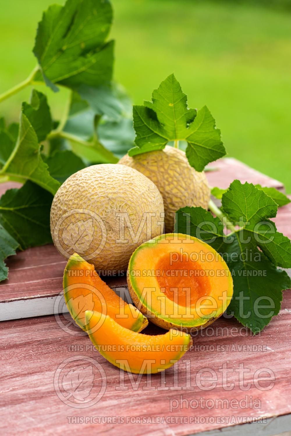 Cucumis Mini-Honeydew (cantaloupe Muskmelon) 4
