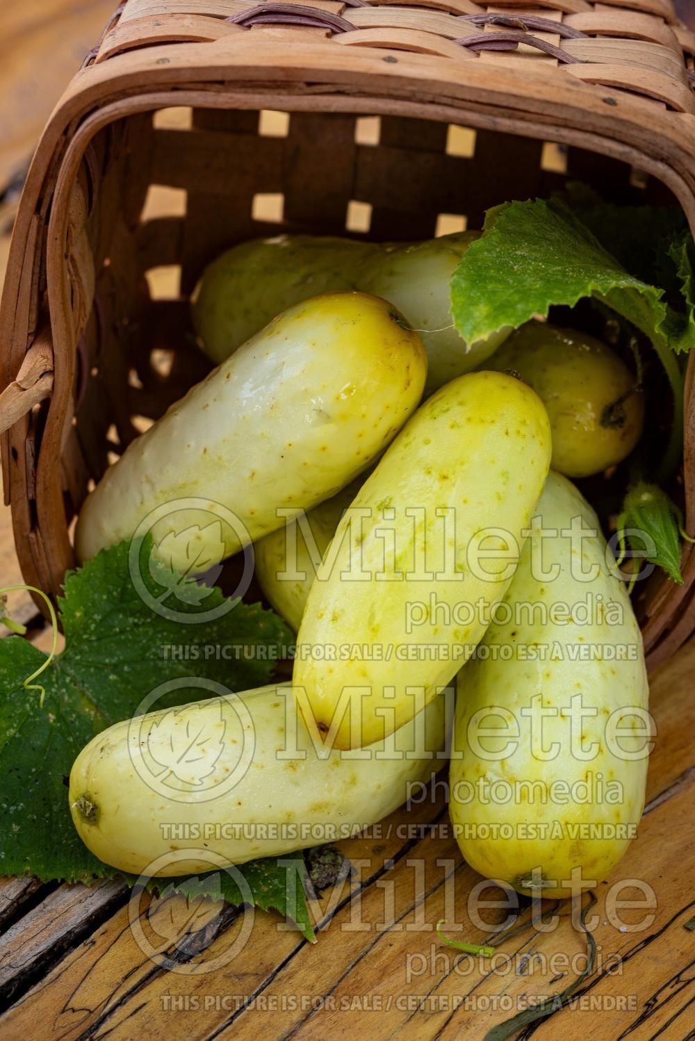 Cucumis Miniature White (Cucumber vegetable) 2