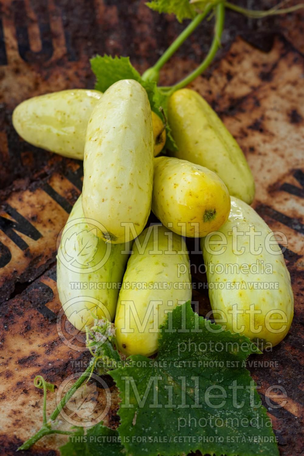 Cucumis Miniature White (Cucumber vegetable) 3