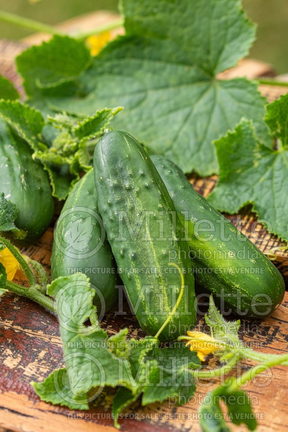Cucumis Straight Eight Elite (Cucumber vegetable) 2