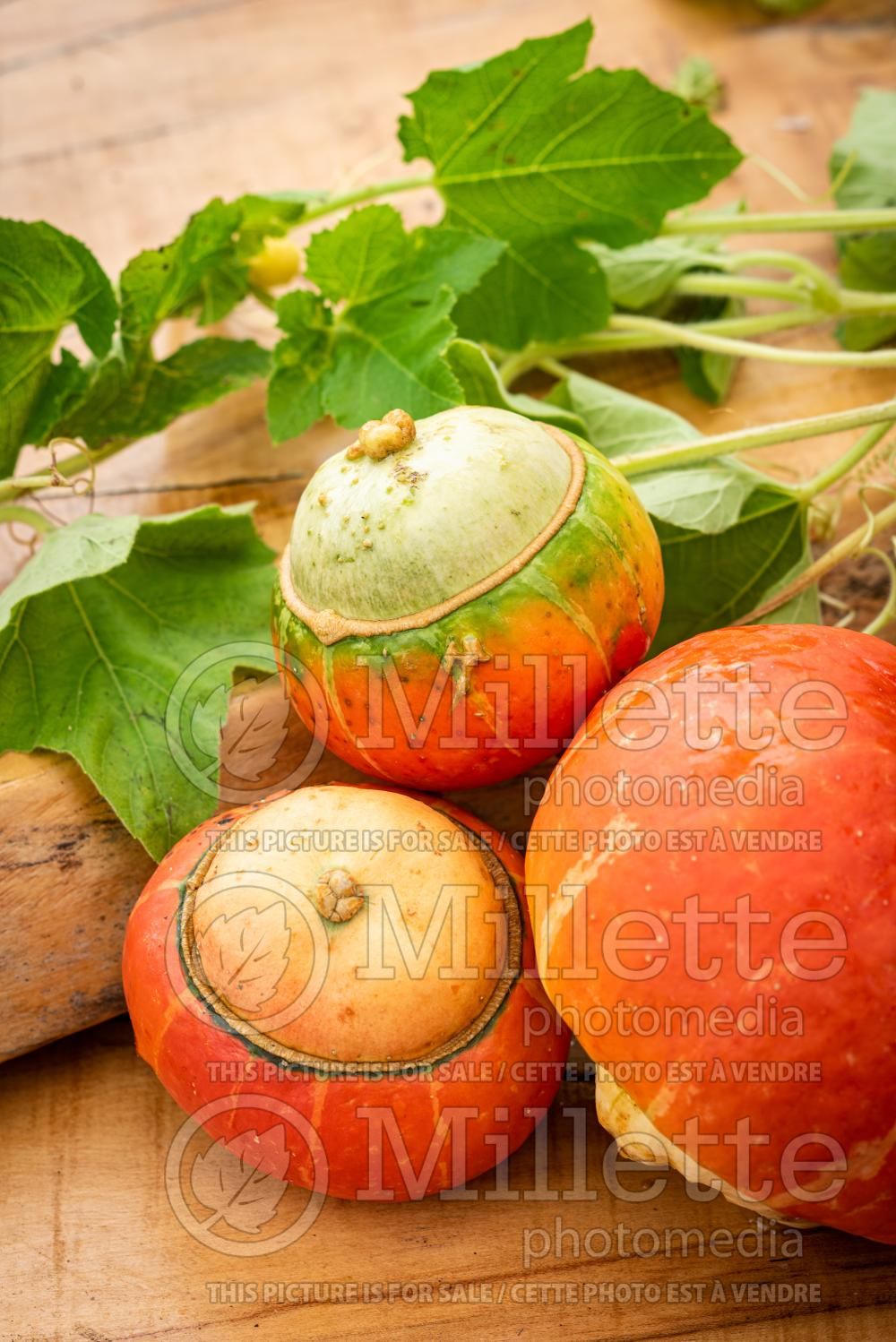 Cucurbita Turban (Turban squash, also known as