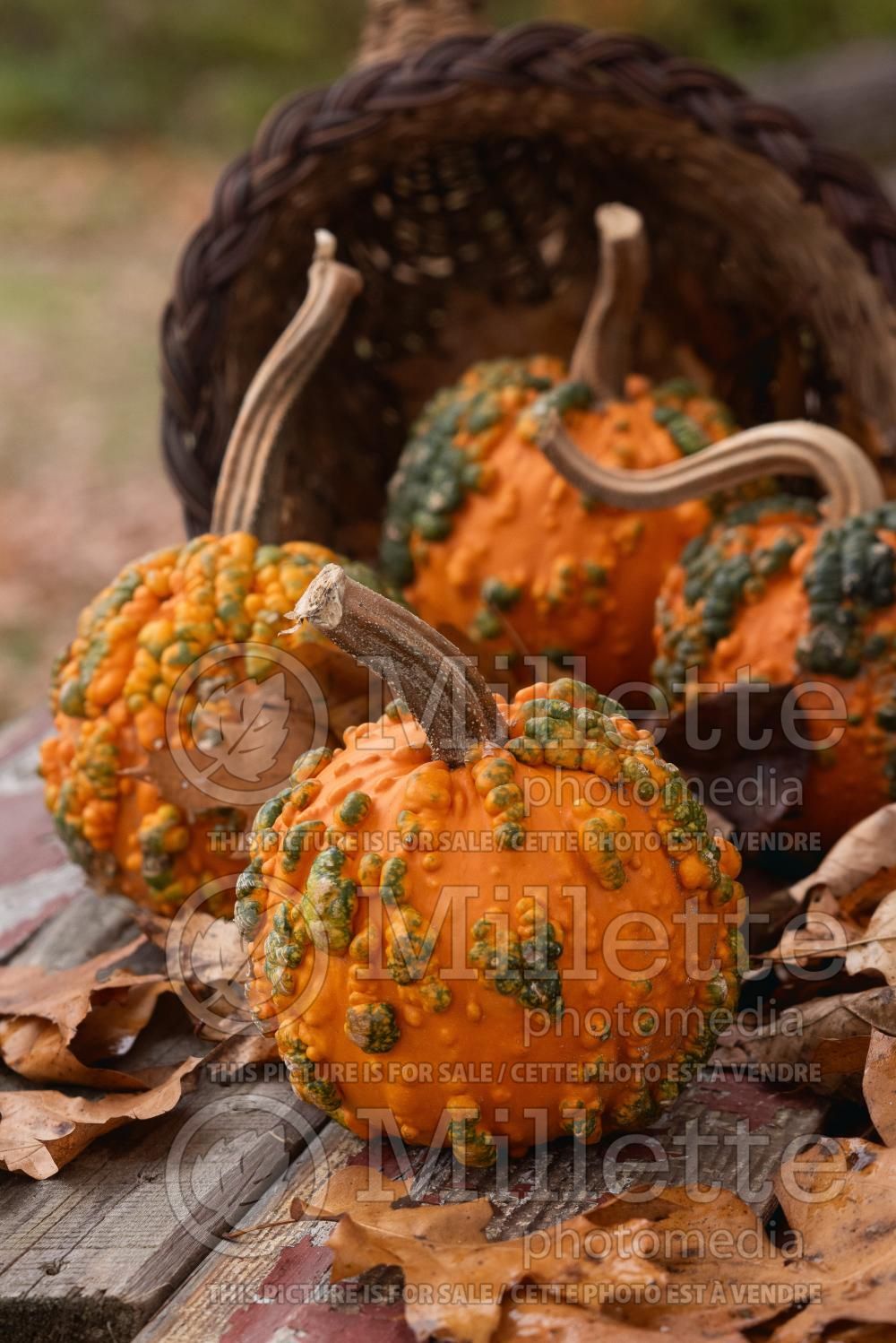 Cucurbita Warty Goblin (Pumpkin vegetable) 2