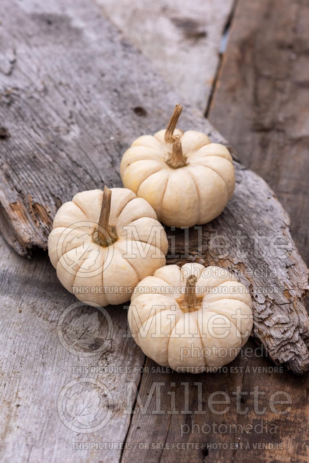 Cucurbita White Delight (Pumpkin squash vegetable) 1