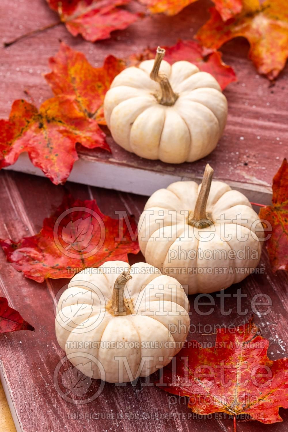 Cucurbita White Delight (Pumpkin squash vegetable) 3