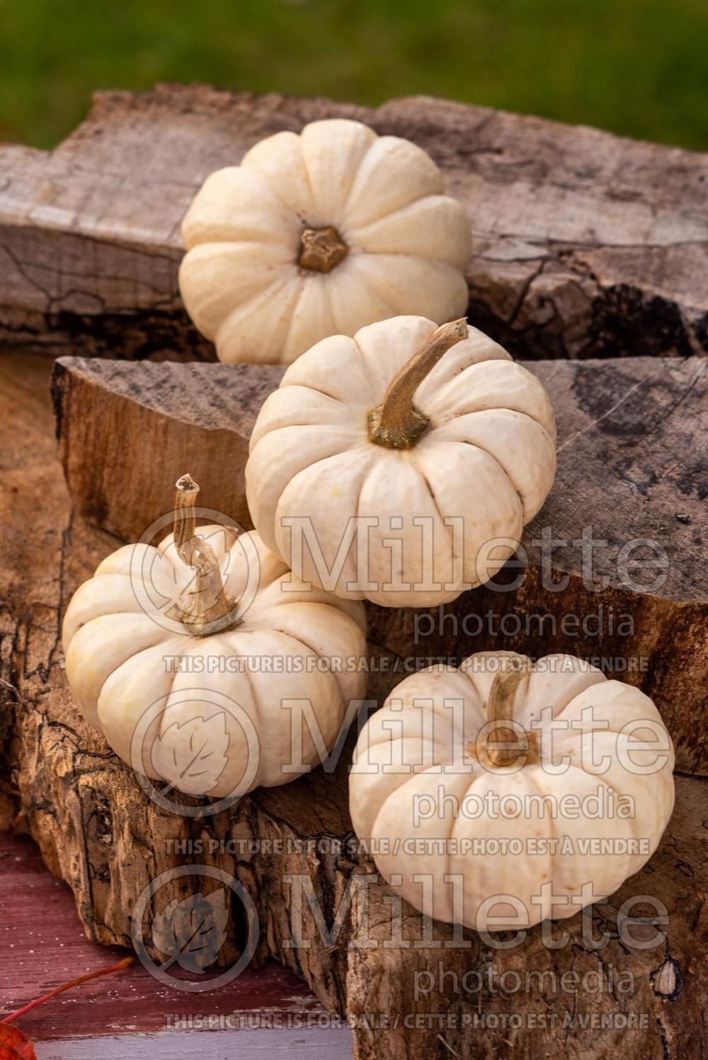 Cucurbita White Delight (Pumpkin squash vegetable) 4