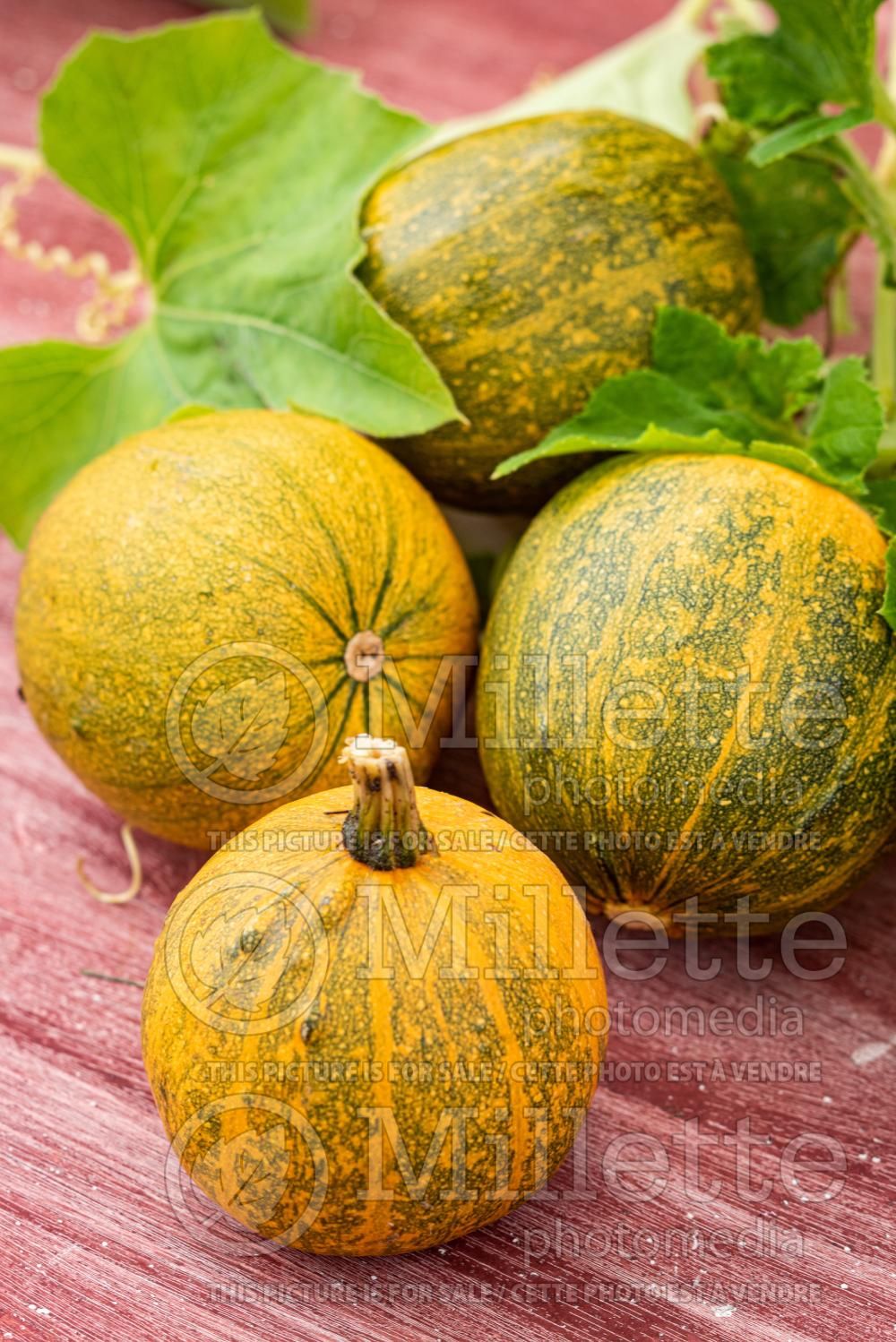 Cucurbita palmata (coyote melon and coyote gourd) 2