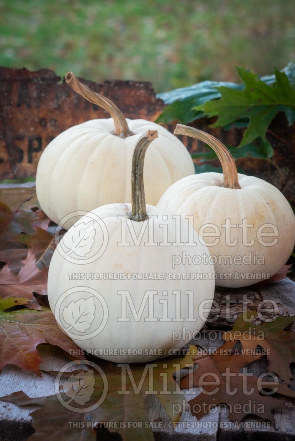 Cucurbita Chinese Miniature White (Pumpkin) 1