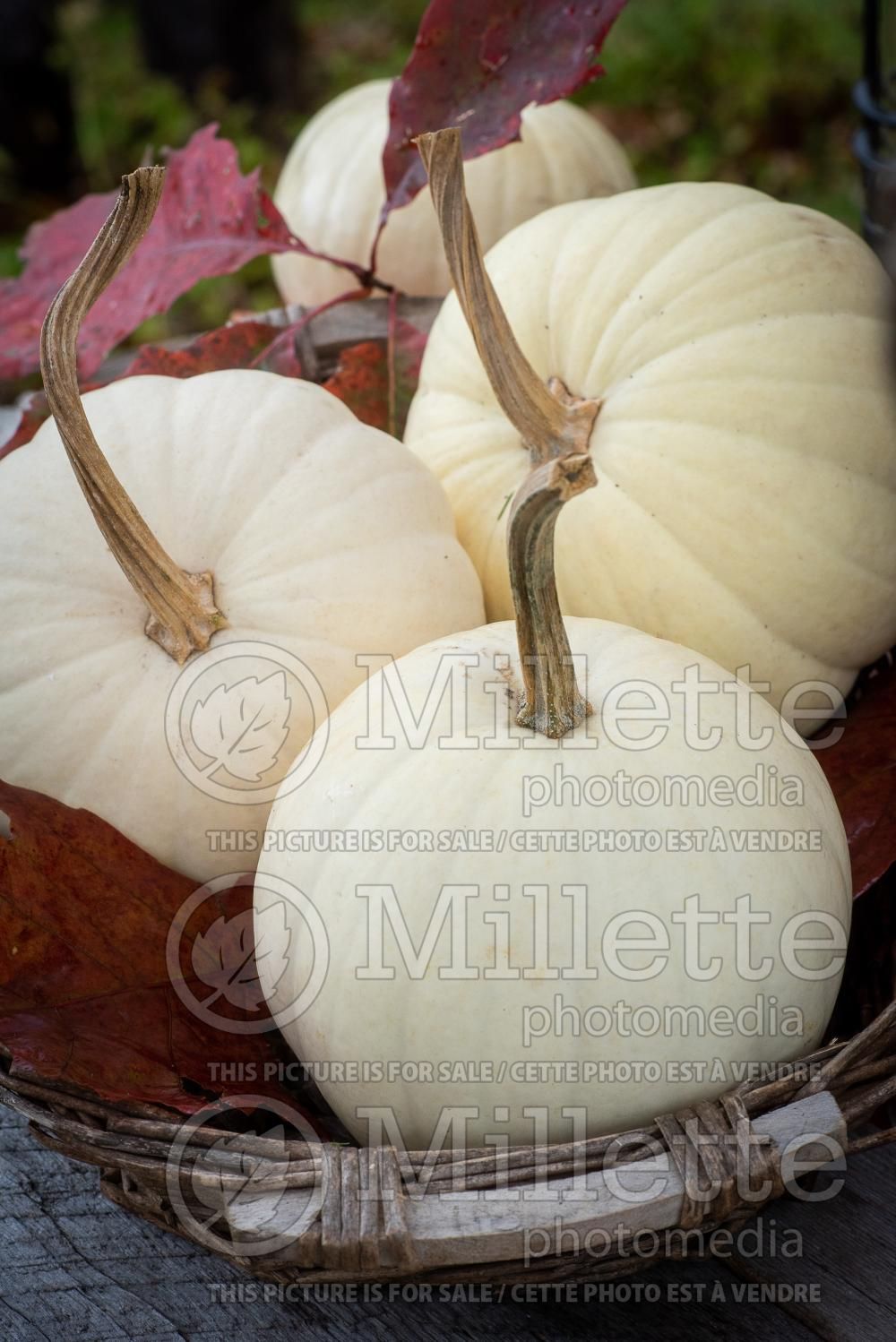 Cucurbita Chinese Miniature White (Pumpkin) 2
