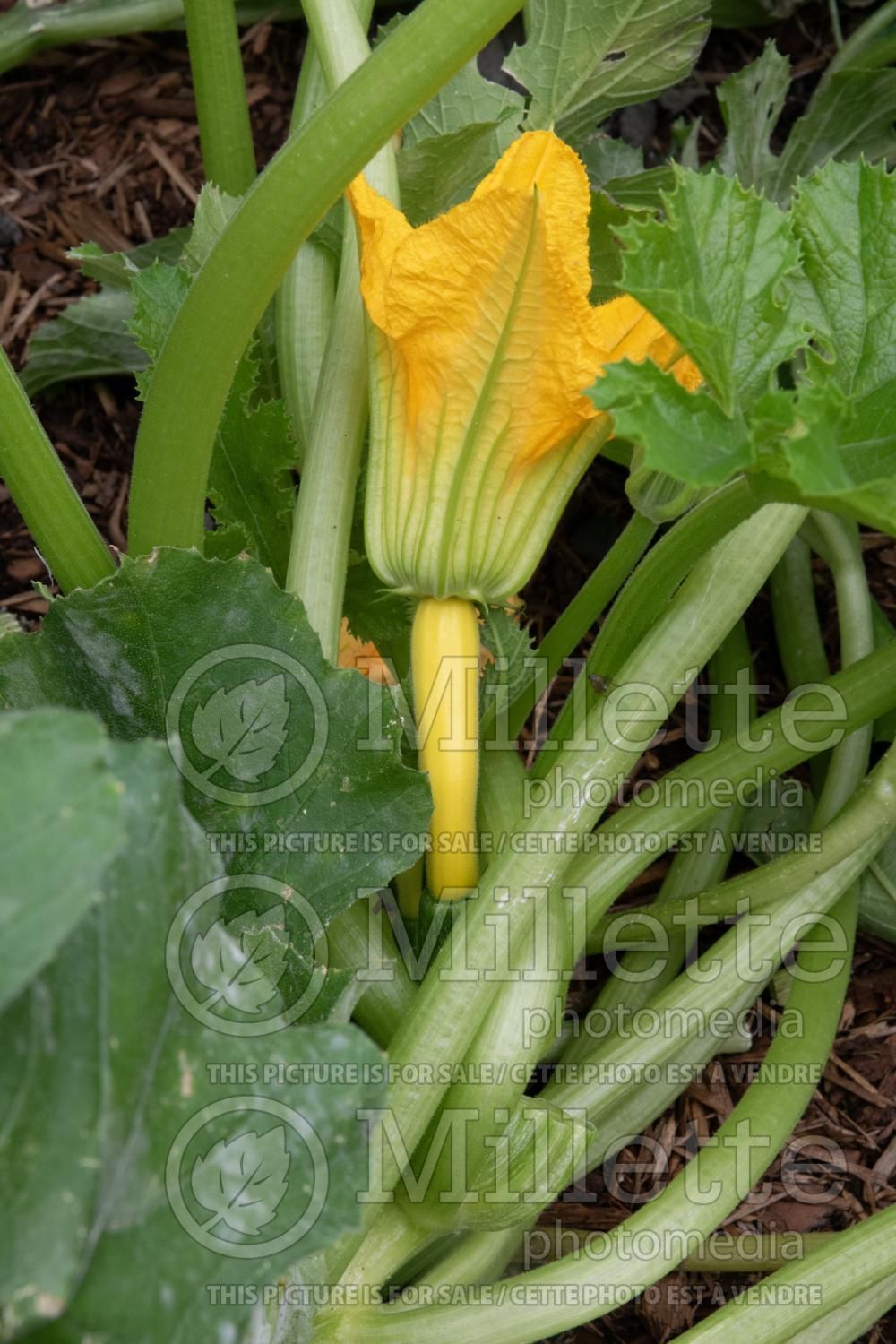 Cucurbita pepo (Squash crookneck Zucchini courgette gourd vegetable) 17