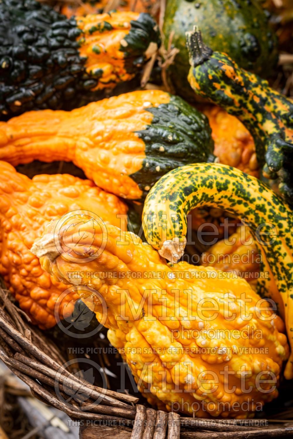 Cucurbita pepo Mix (Squash crookneck Zucchini courgette gourd vegetable) 17