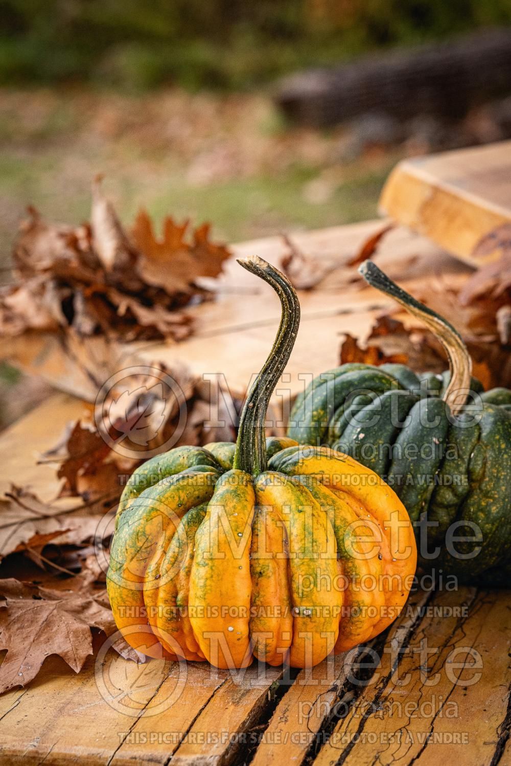 Cucurbita Guicoy (pumpkin squash vegetable) 1
