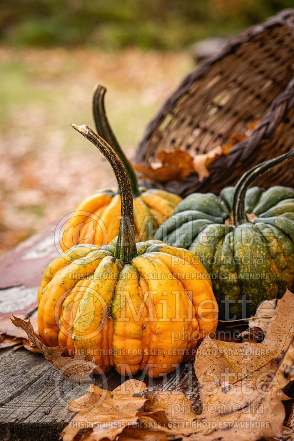 Cucurbita Guicoy (pumpkin squash vegetable) 2