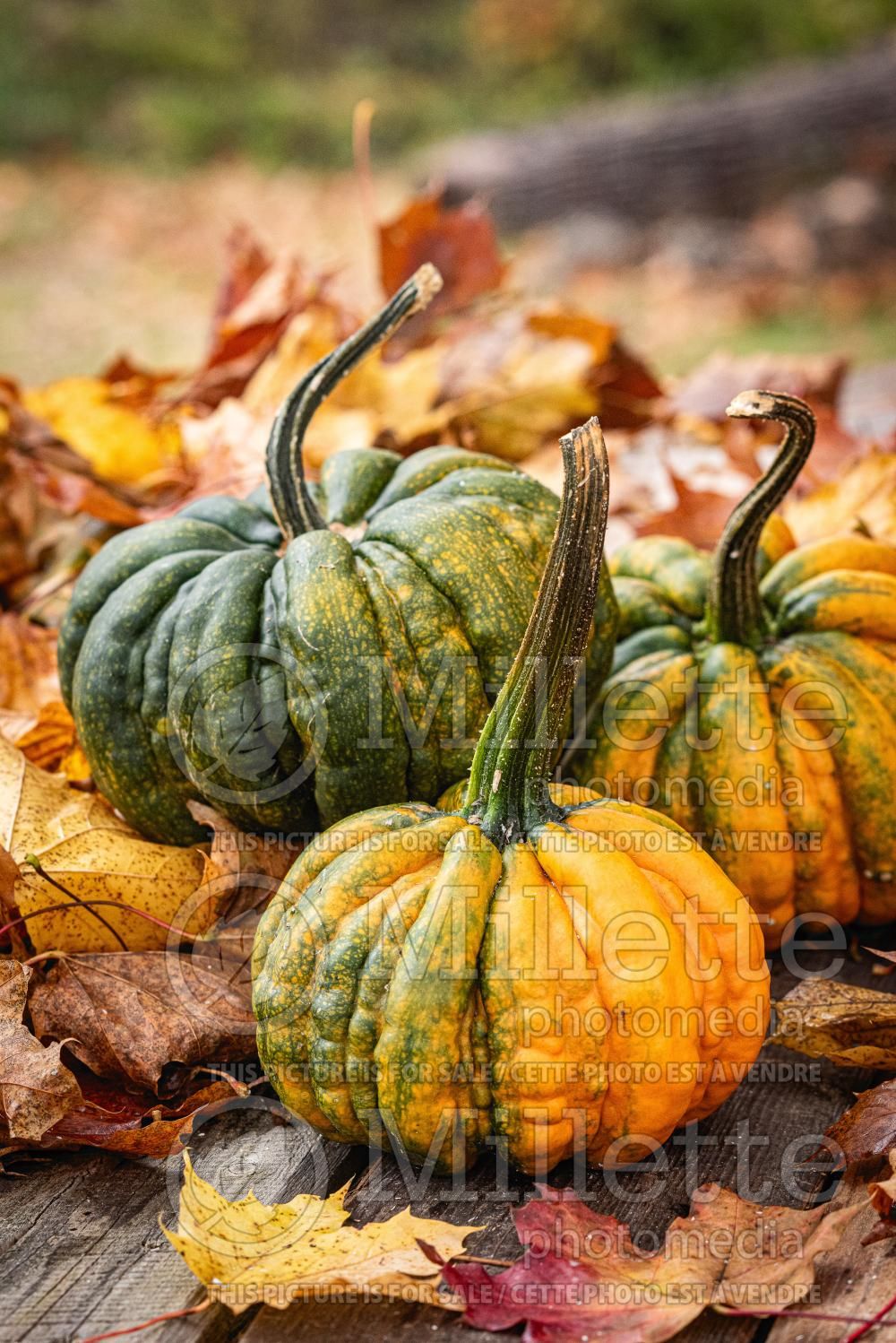Cucurbita Guicoy (pumpkin squash vegetable) 3