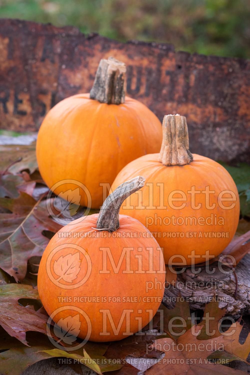 Cucurbita pepo Jack Be Little (Pumpkin) 1