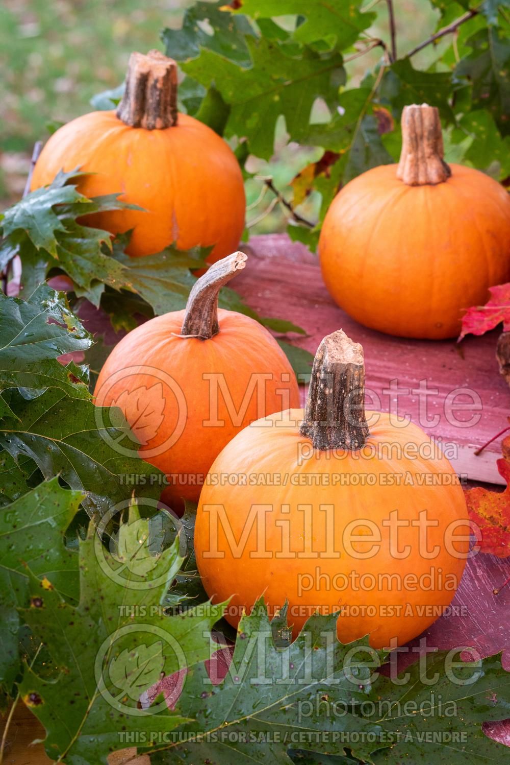 Cucurbita pepo Jack Be Little (Pumpkin) 2