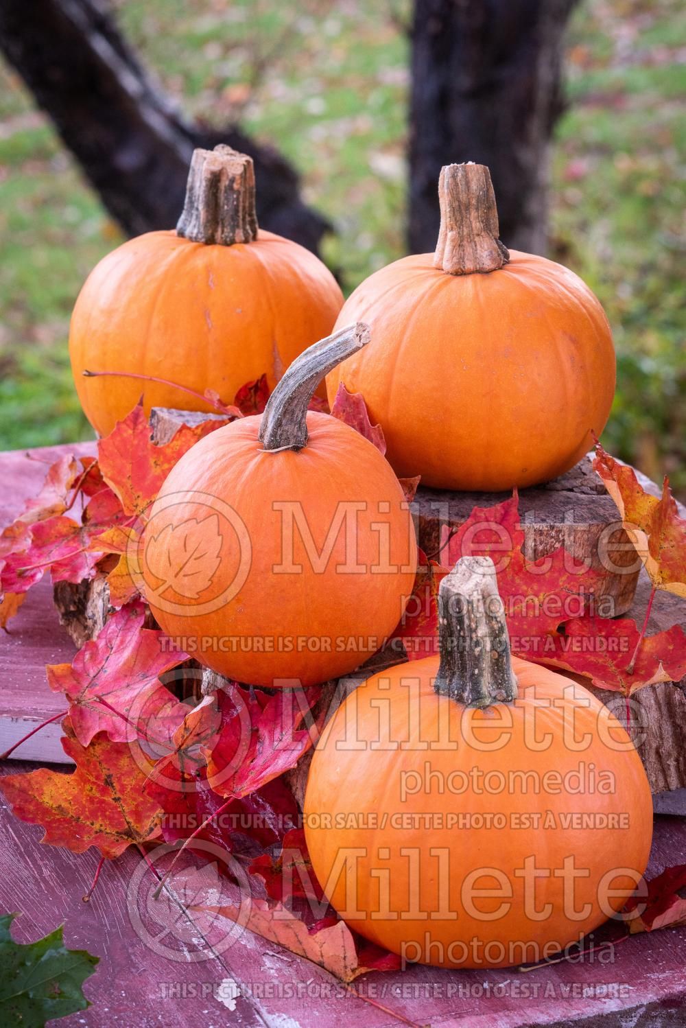 Cucurbita pepo Jack Be Little (Pumpkin) 3
