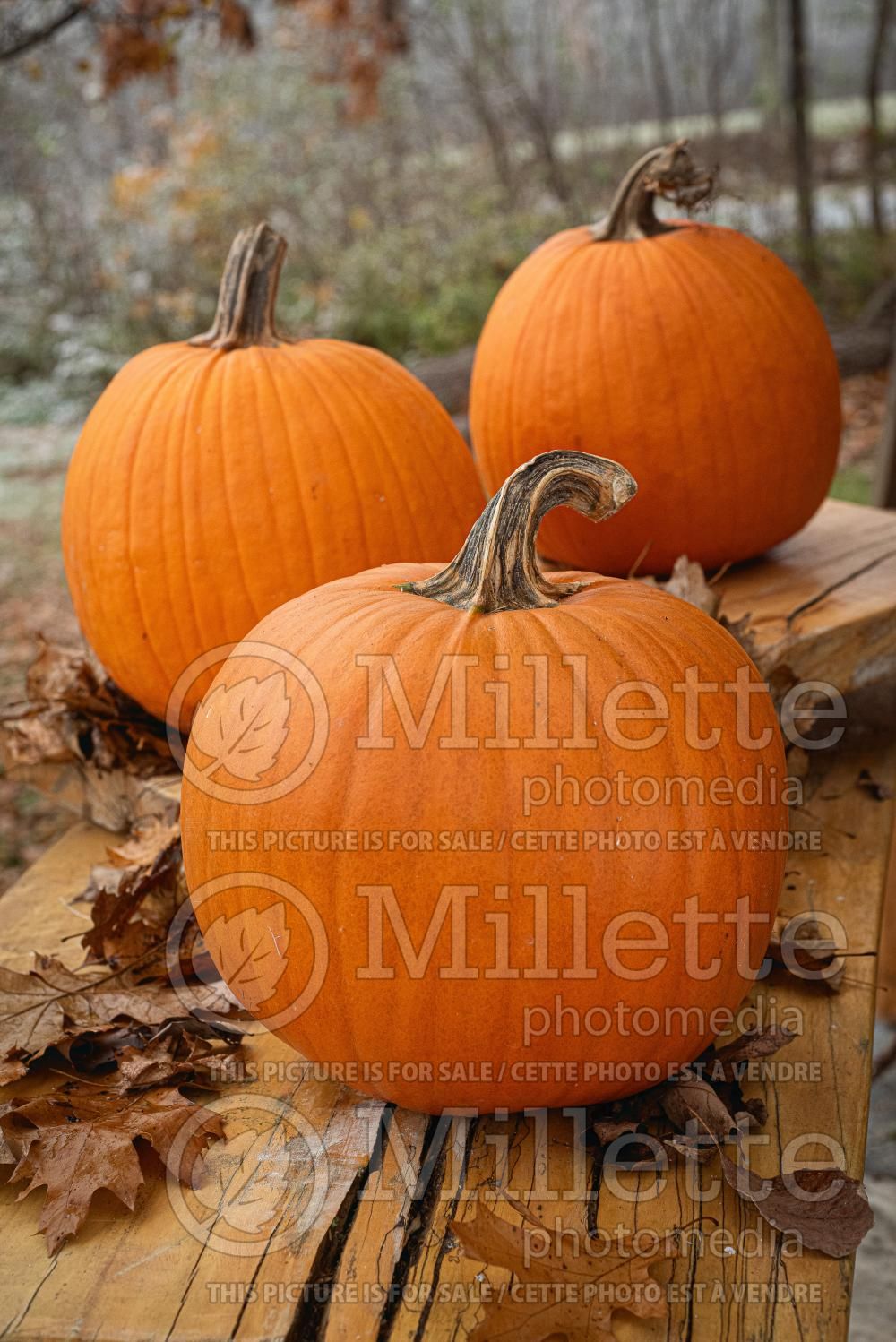 Cucurbita Jack O Lantern (pumpkin vegetable) 3