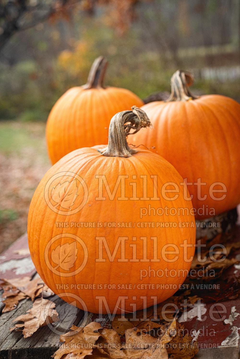 Cucurbita Jack O Lantern (pumpkin vegetable) 4