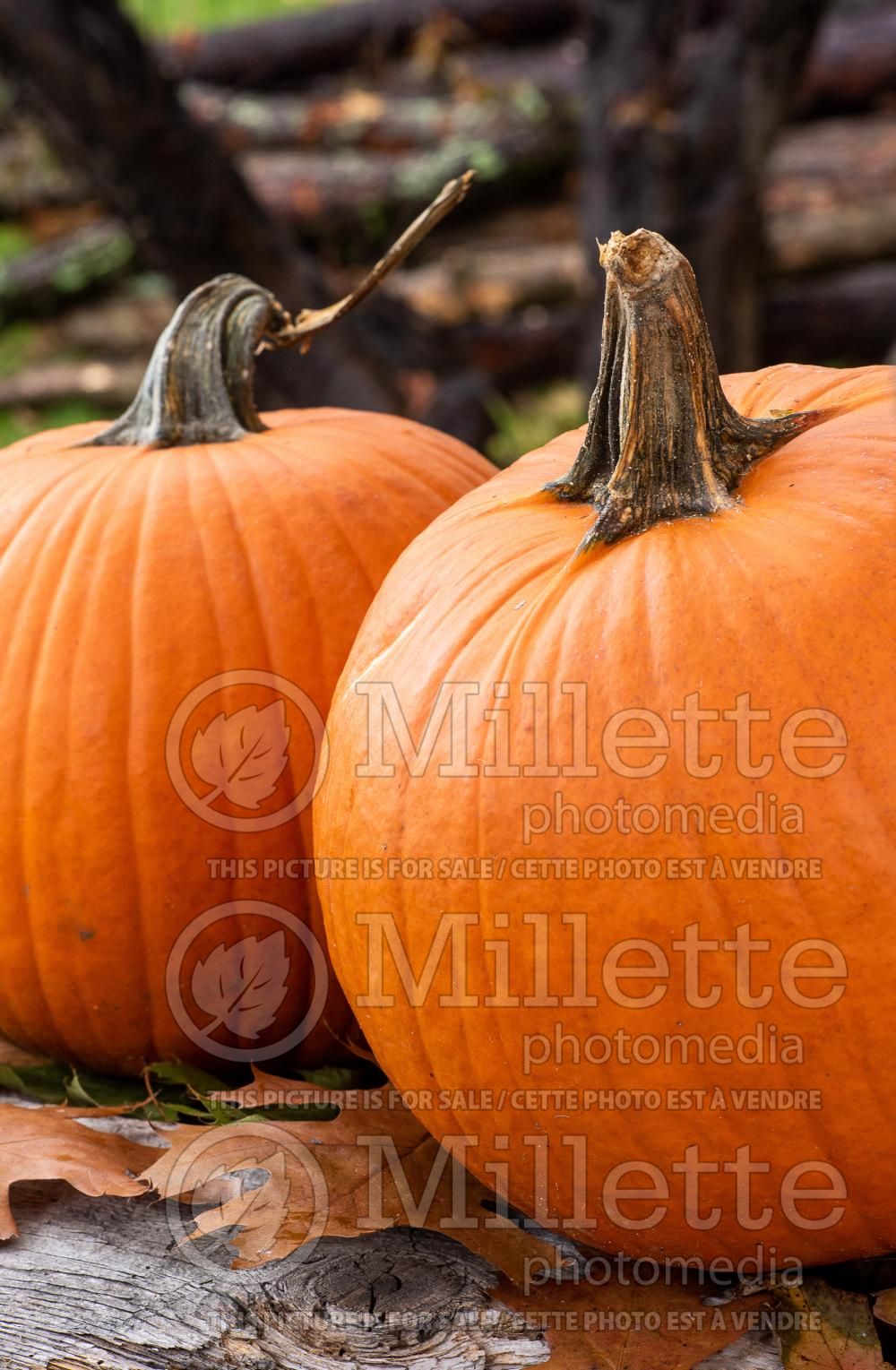Cucurbita Jack O Lantern (pumpkin vegetable) 5