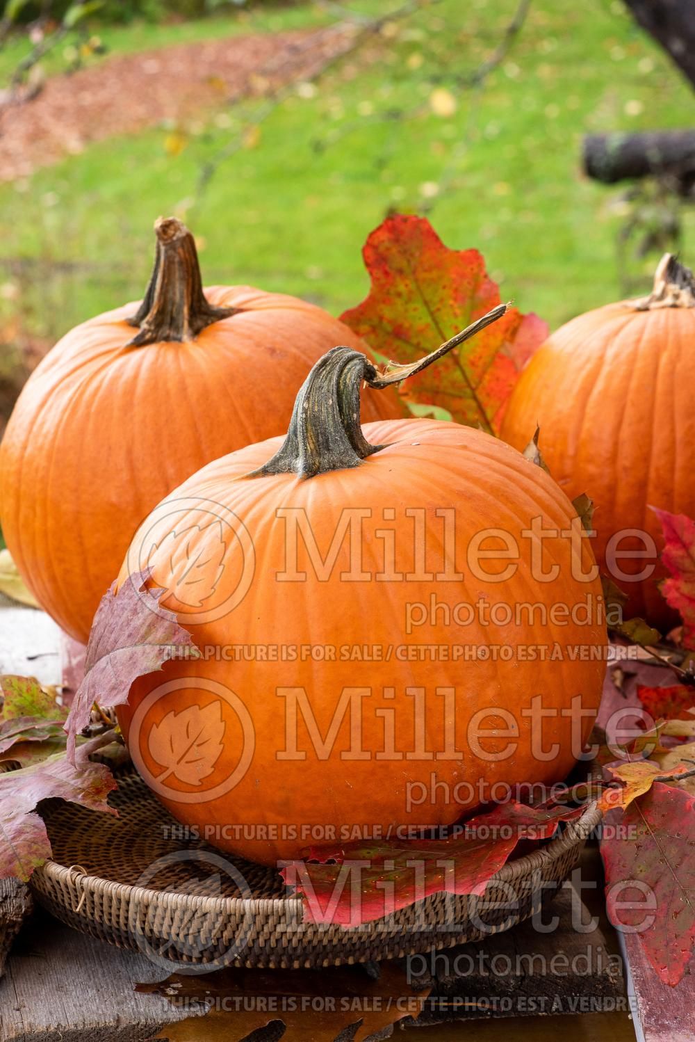 Cucurbita Jack O Lantern (pumpkin vegetable) 6