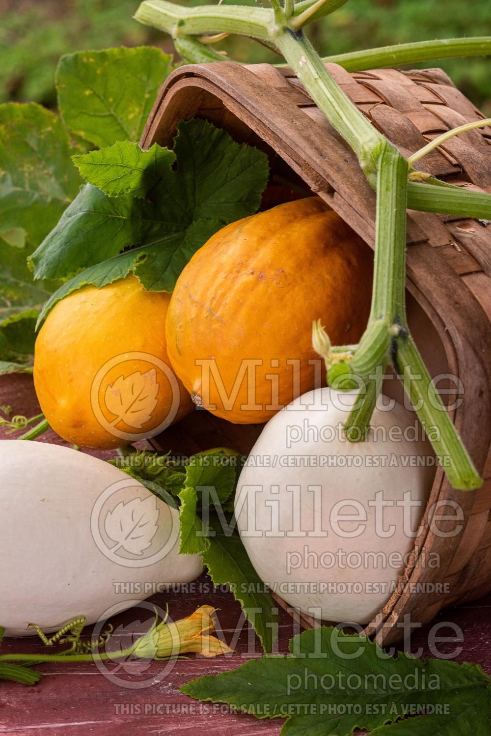 Cucurbita pepo Mix (Squash crookneck Zucchini courgette gourd vegetable) 16