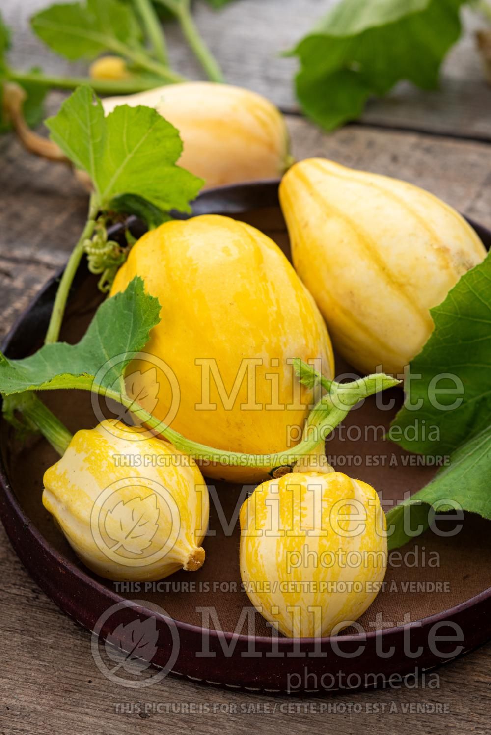 Cucurbita Papaya Pear (Squash courgette gourd vegetable) 2