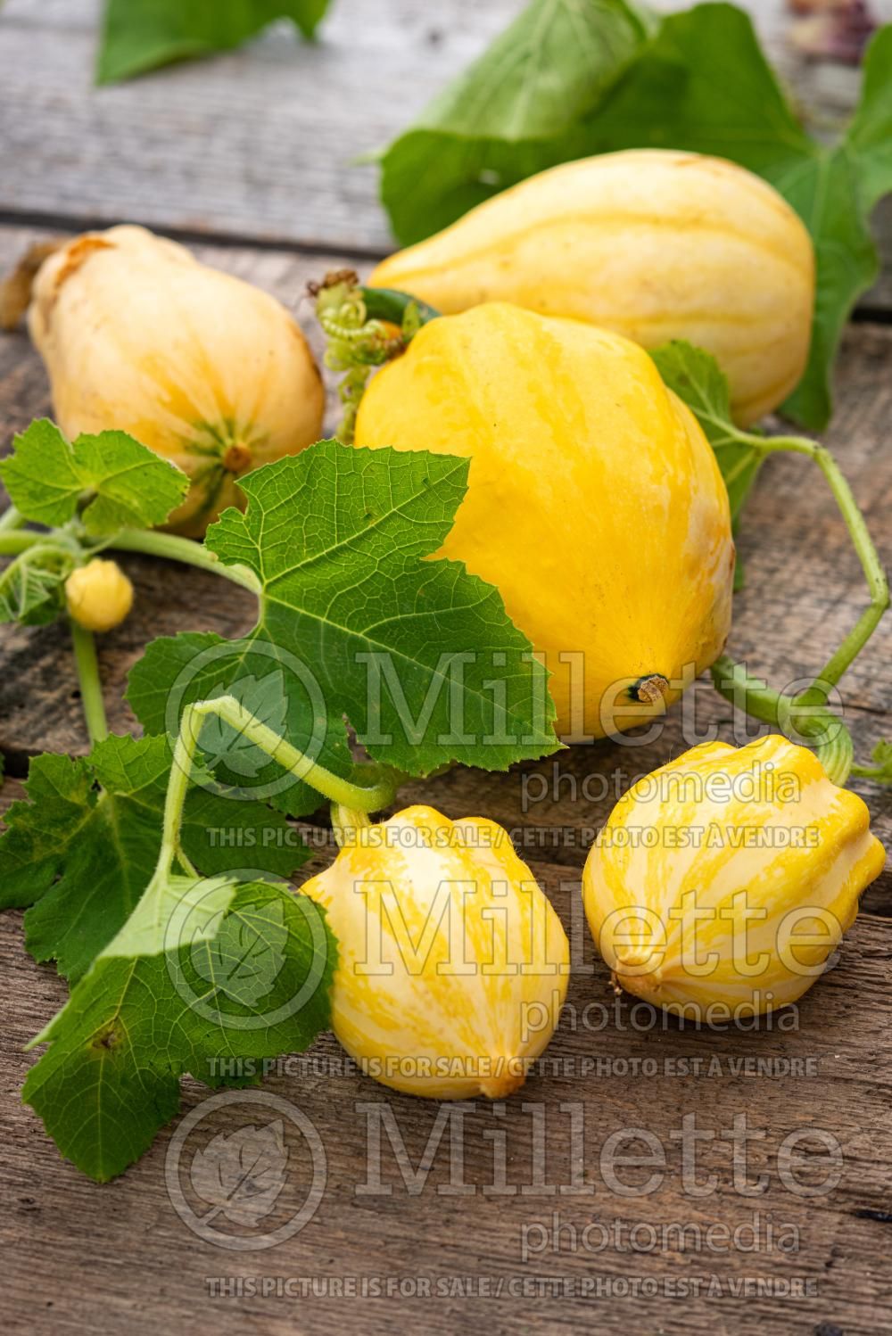 Cucurbita Papaya Pear (Squash courgette gourd vegetable) 3
