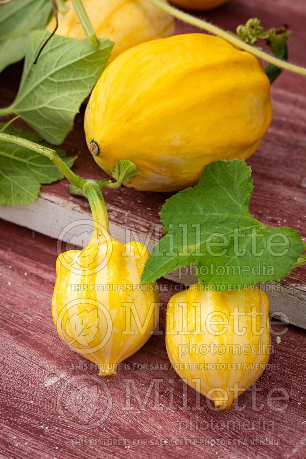 Cucurbita Papaya Pear (Squash courgette gourd vegetable) 1