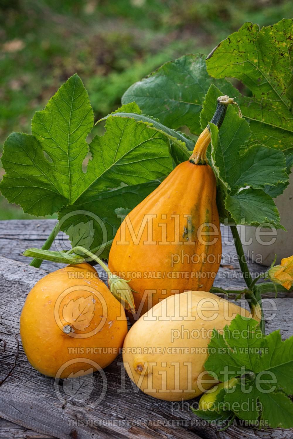Cucurbita pepo subsp. ovifera (pumpkin squash vegetable) 1