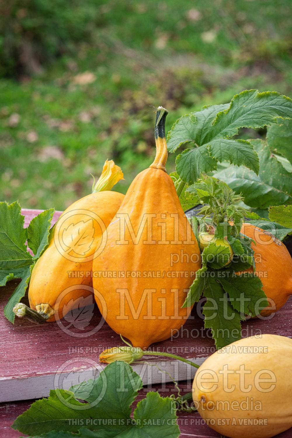Cucurbita pepo subsp. ovifera (pumpkin squash vegetable) 3