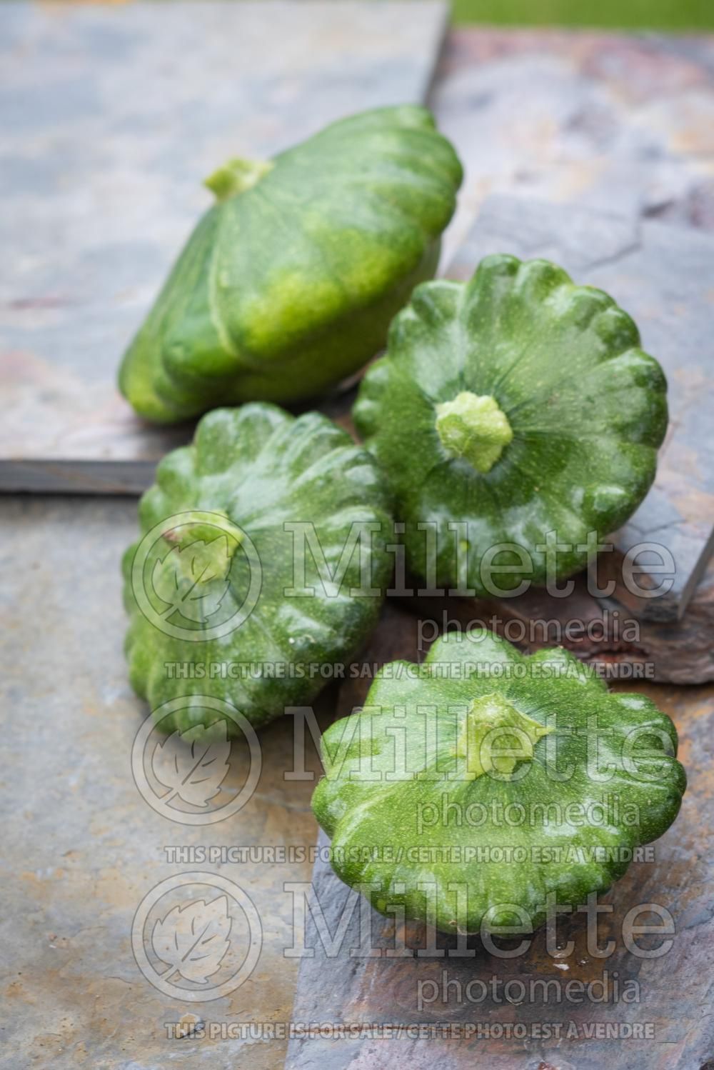 Cucurbita Gagat (pattypan squash or scallop squash) 1