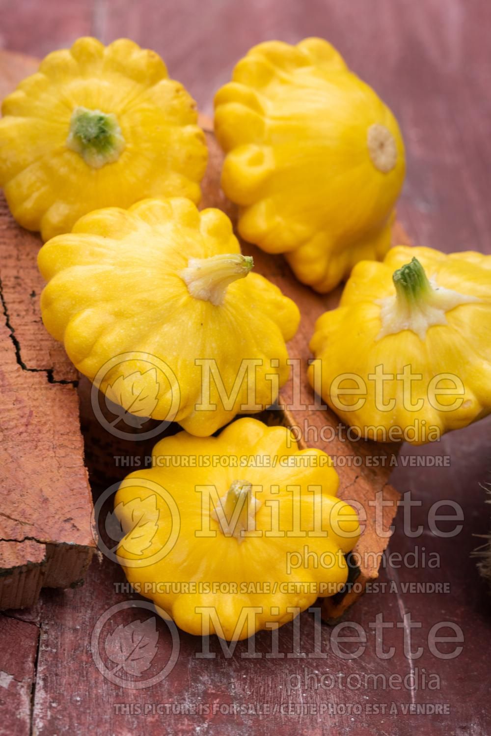 Cucurbita Gagat (pattypan squash or scallop squash) 3