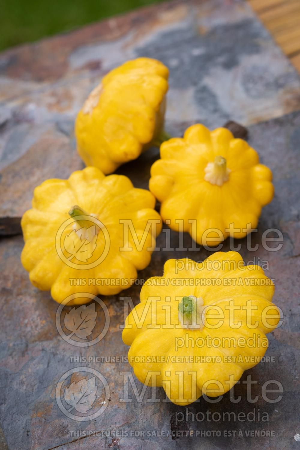 Cucurbita Gagat (pattypan squash or scallop squash) 4