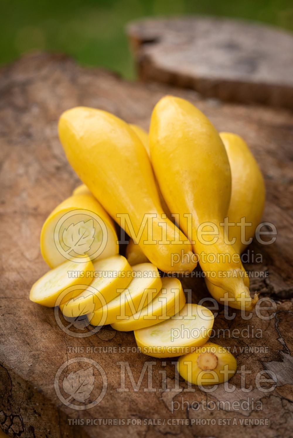 Cucurbita Yellow Crookneck (Squash courgette gourd vegetable) 2