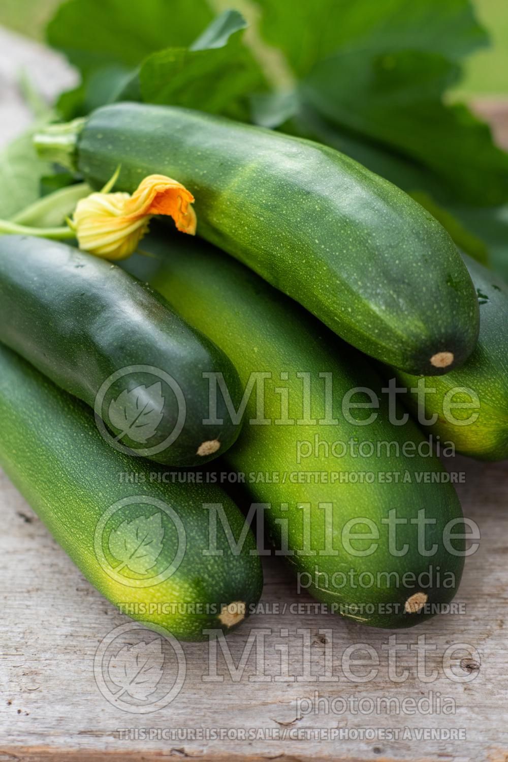 Cucurbita Zucchini Dark Green (Squash Zucchini) 1