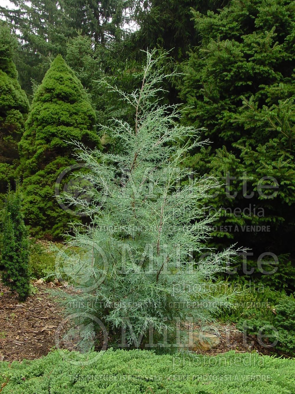 Cupressus Carolina Sapphire (Cypress conifer) 1