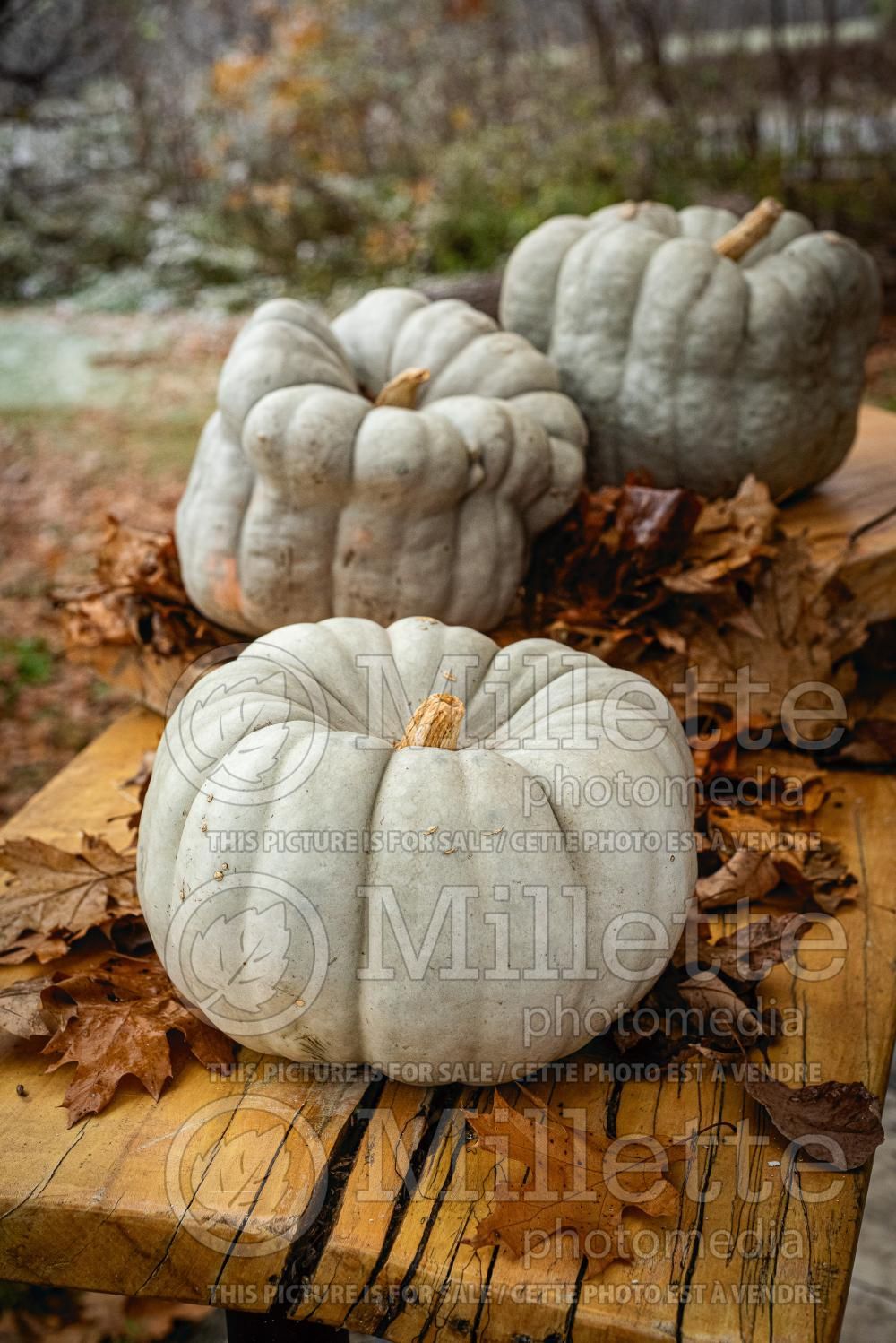 Curcurbita maxima Jarrahdale (pumpkin squash vegetable) 1